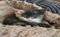 Mixed Breed cats for sale: Kittens - Image 4