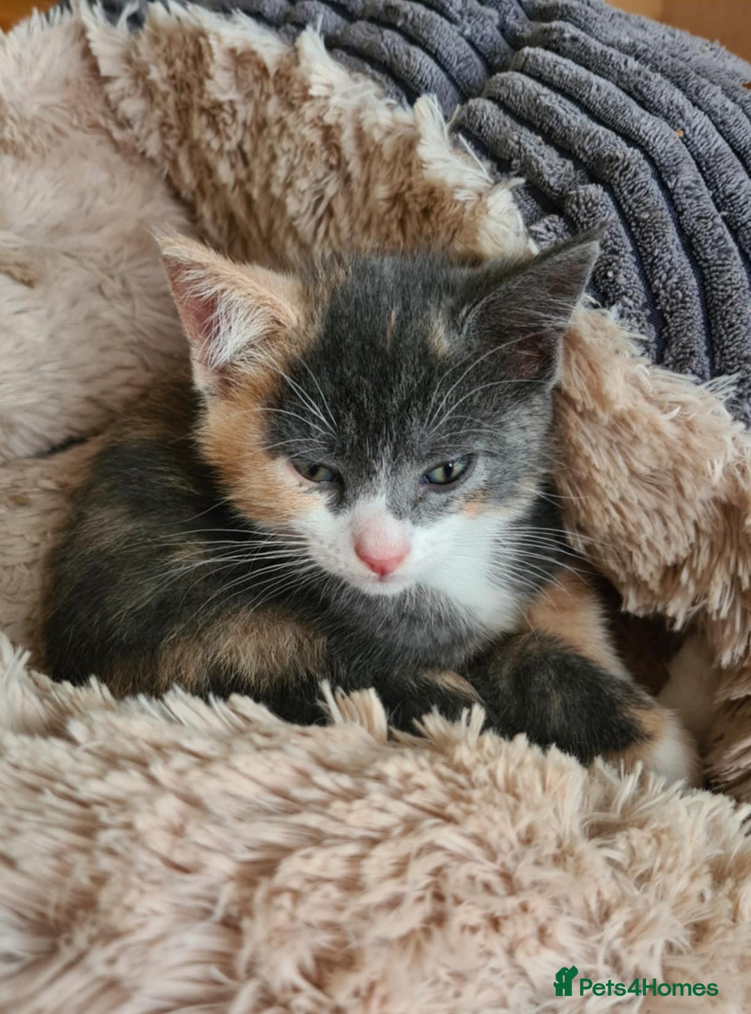 Mixed Breed cats for sale: Kittens - Image 4