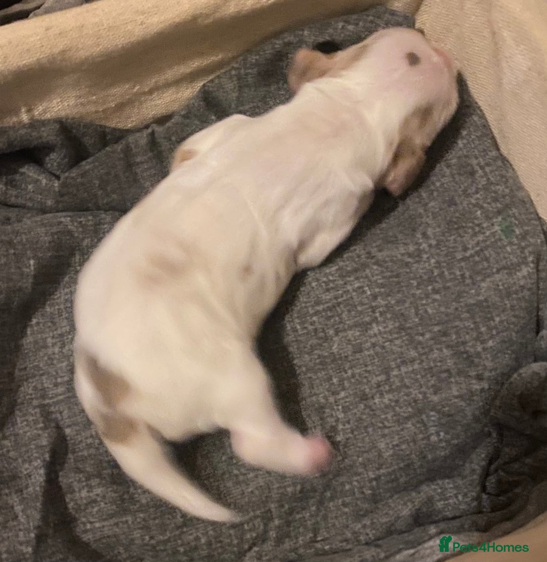 Cocker Spaniel dogs for sale: ‘Show Type’ Cocker Spaniel Puppies. KC Registered. - Advert 17