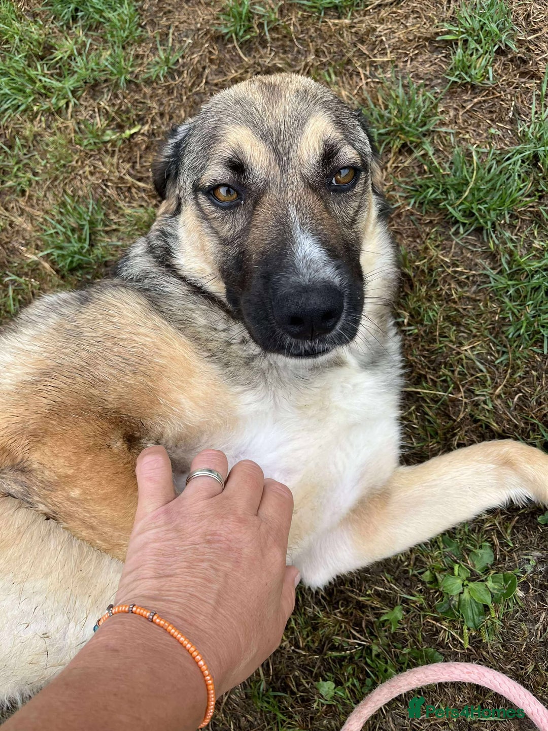 Mixed Breed dogs for adoption: WILLA - A Truly Special Doggy - Image 10