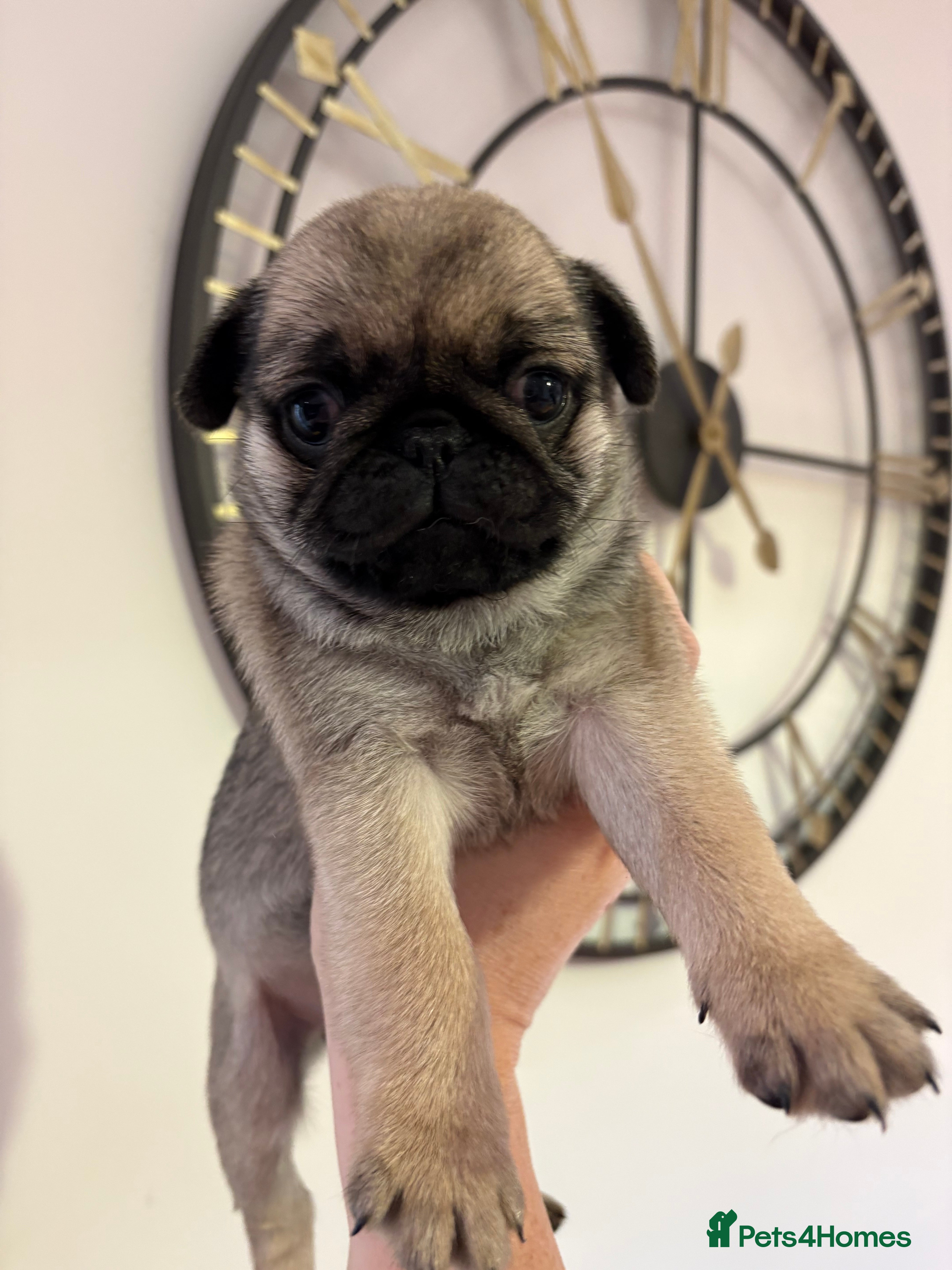 Pug dogs Beautiful pedigree chunky Fawn Girl left - Advert 4