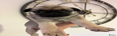 Pug Puppy 2 Girl Fawn