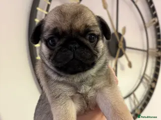 Pug dogs Beautiful pedigree chunky Fawn Girl left - Advert 4