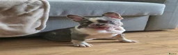 French Bulldog dogs for sale: Last two females ready this weekend, KC Registered - Advert 5