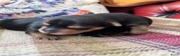 Jack Russell dogs for sale: Gorgeous Health Tested Home Bred pups - Advert 13