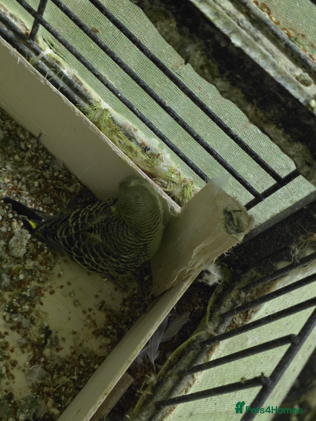 Budgerigars birds for sale: Budgies for sale - Advert 3