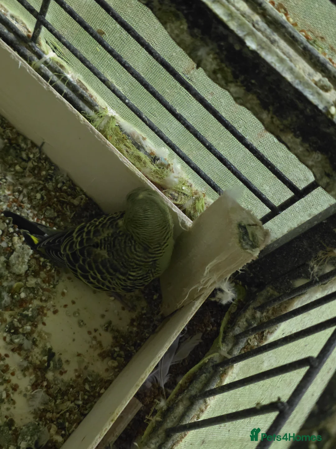 Budgerigars birds for sale: Budgies for sale - Advert 2