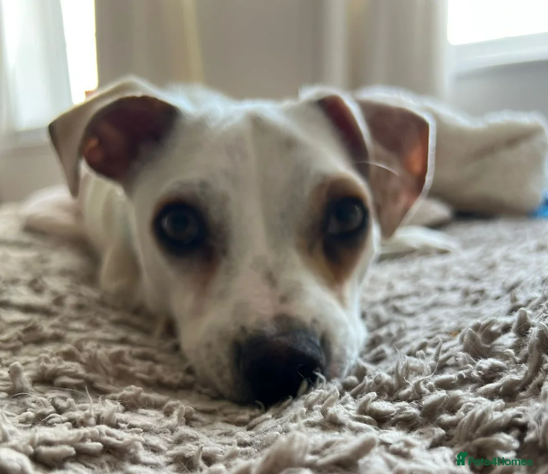 Mixed Breed dogs for adoption: Toby❤️ - Advert 1