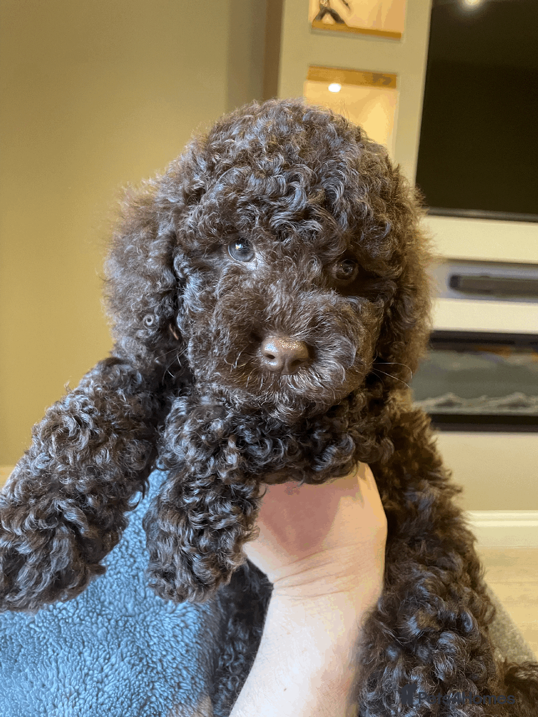 Cockapoo dogs for sale: F1b Toy Cockapoo puppy - Advert 18
