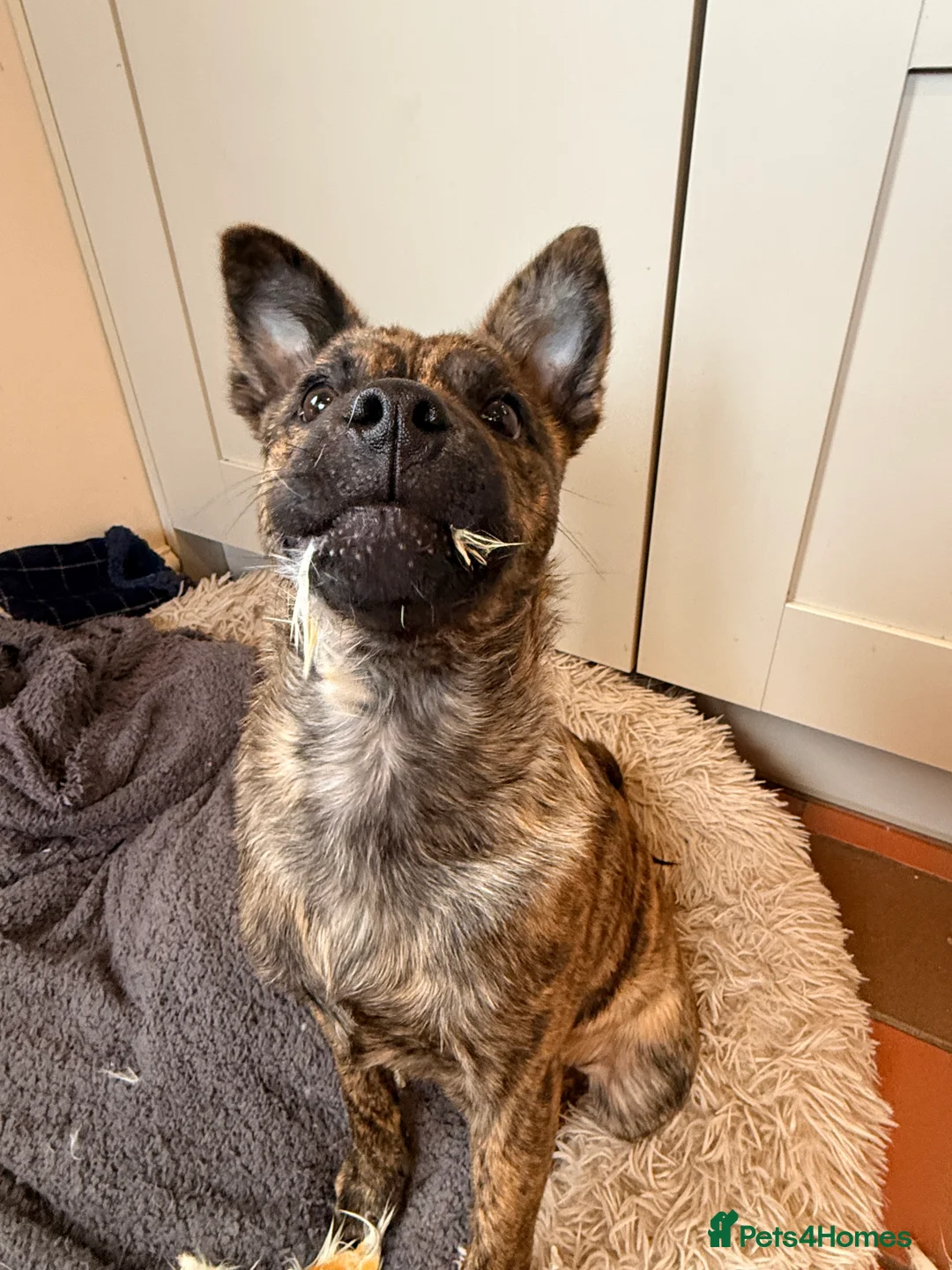 Mixed Breed dogs for sale: Beautiful 6month old puppy  - Advert 3