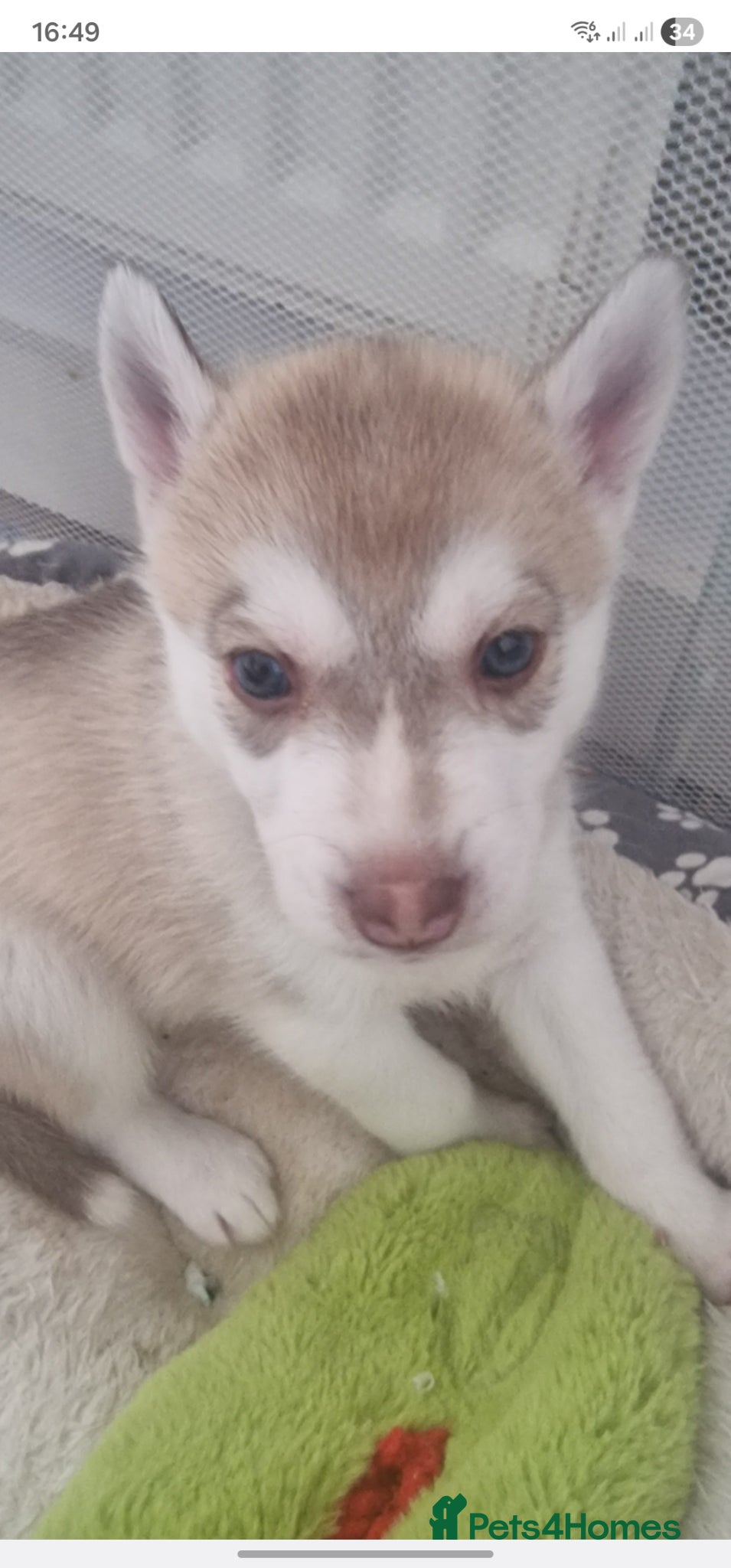 Siberian Husky dogs Syberian Husky collect 26 June  - Advert 4