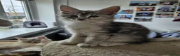 Maine Coon cats for sale: Beautiful TICA registered Maine Coon kitten's  - Advert 9