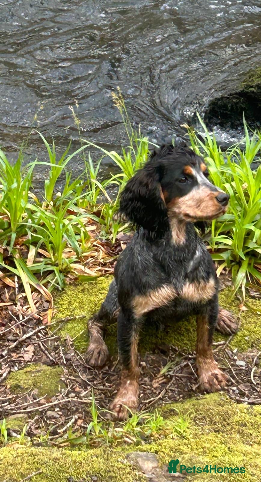 Cocker Spaniel dogs Proven KC Reg Health Tested Working Cocker in Aylesbury - Advert 13