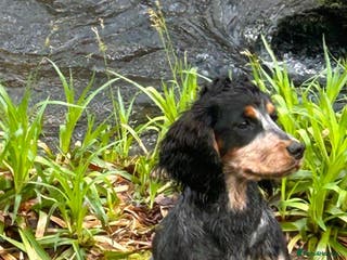 Cocker Spaniel dogs Proven KC Reg Health Tested Working Cocker in Aylesbury - Advert 15