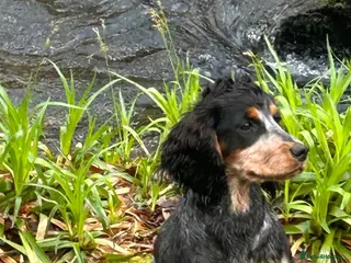 Cocker Spaniel dogs Proven KC Reg Health Tested Working Cocker in Aylesbury - Advert 13