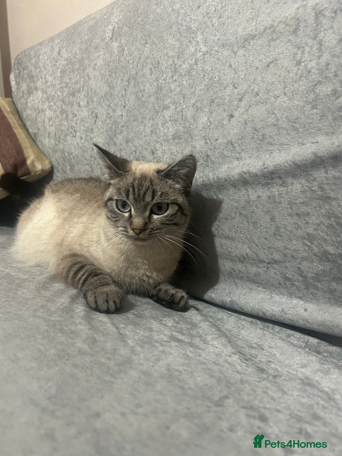 Mixed Breed cats Mixed breed female cat (British shorthair/ tabby  - Advert 16