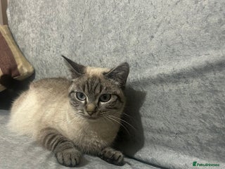 Mixed Breed cats Mixed breed female cat (British shorthair/ tabby - Advert 1