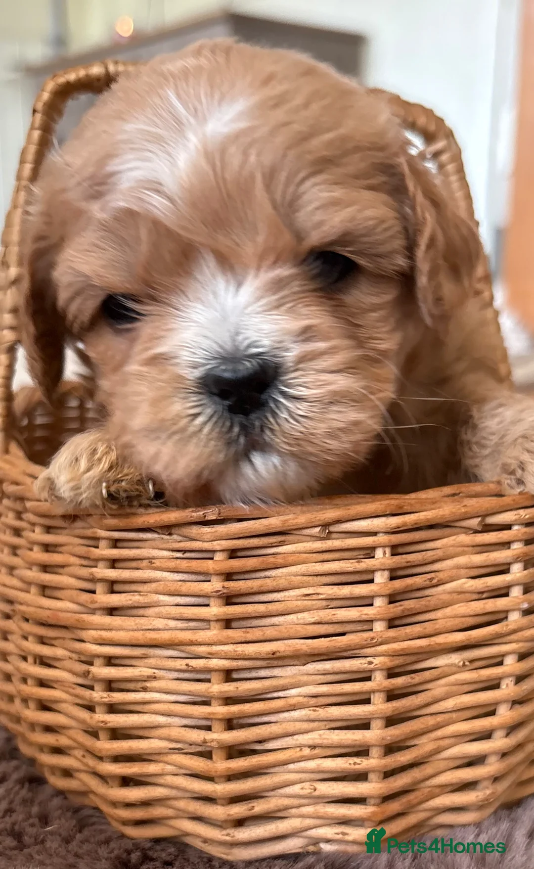 Shihpoo dogs for sale: Adorable Shipoo puppies - family raised  - Advert 2