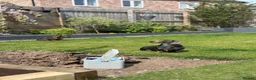 Dachshund dogs for sale: 2 loving miniature Dacshund in King's Lynn - Advert 4