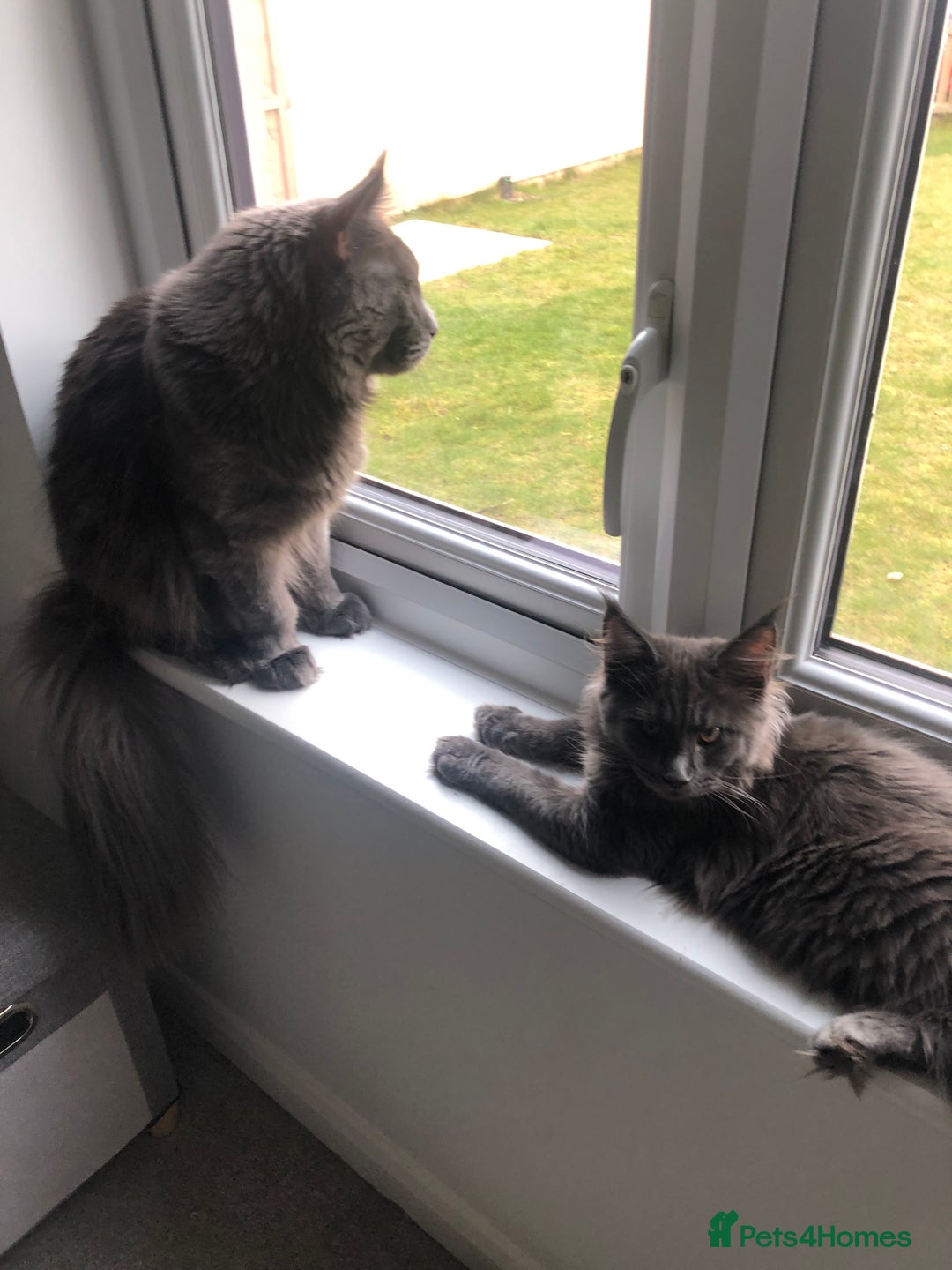 Maine Coon cats for sale: Black/Blue Smoke Maine Coon - Image 7