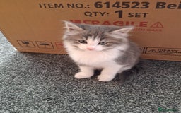 Maine Coon cats for sale: Beautiful Grey/White Part Maine Coon Kitten - Image 2