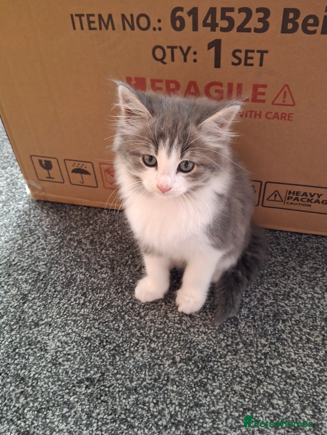 Maine Coon cats for sale: Beautiful Grey/White Part Maine Coon Kitten - Image 2