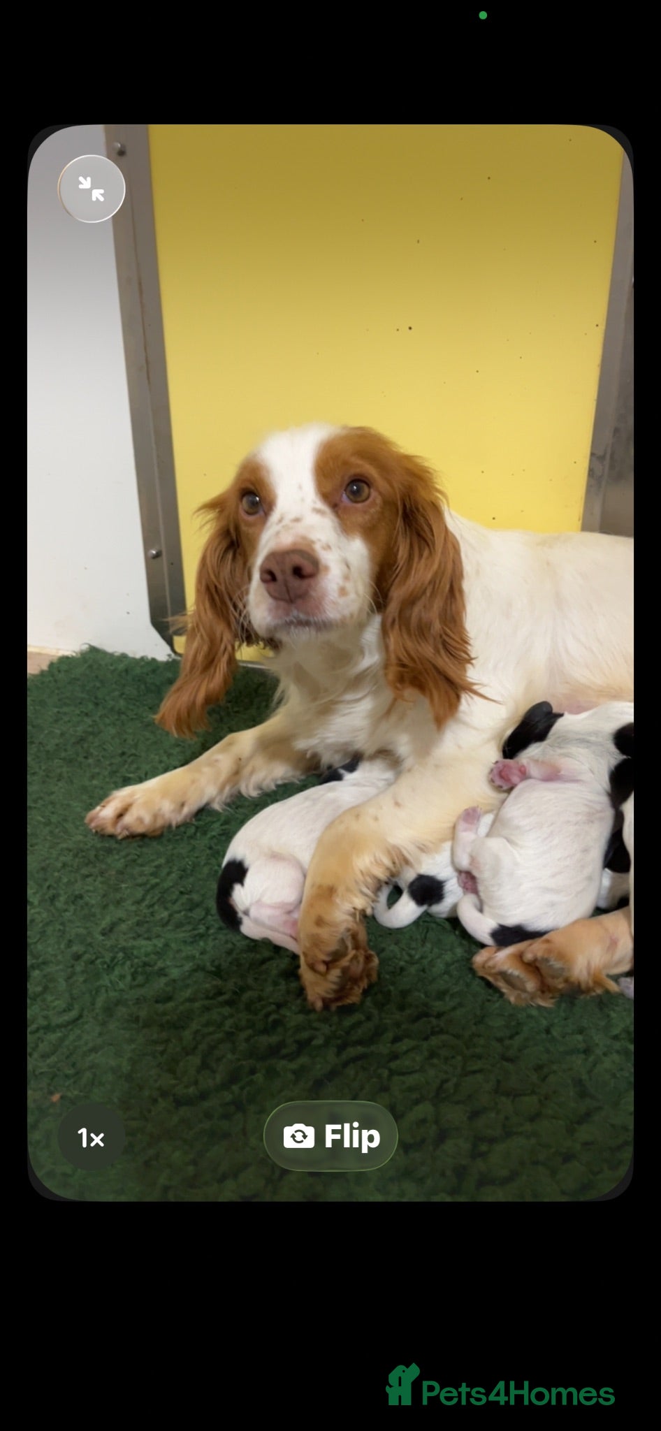 Cocker Spaniel dogs Health tested parents Fully Vaccinated  - Advert 2