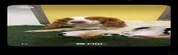 Cocker Spaniel dogs for sale: Health tested parents Fully Vaccinated  - Advert 2