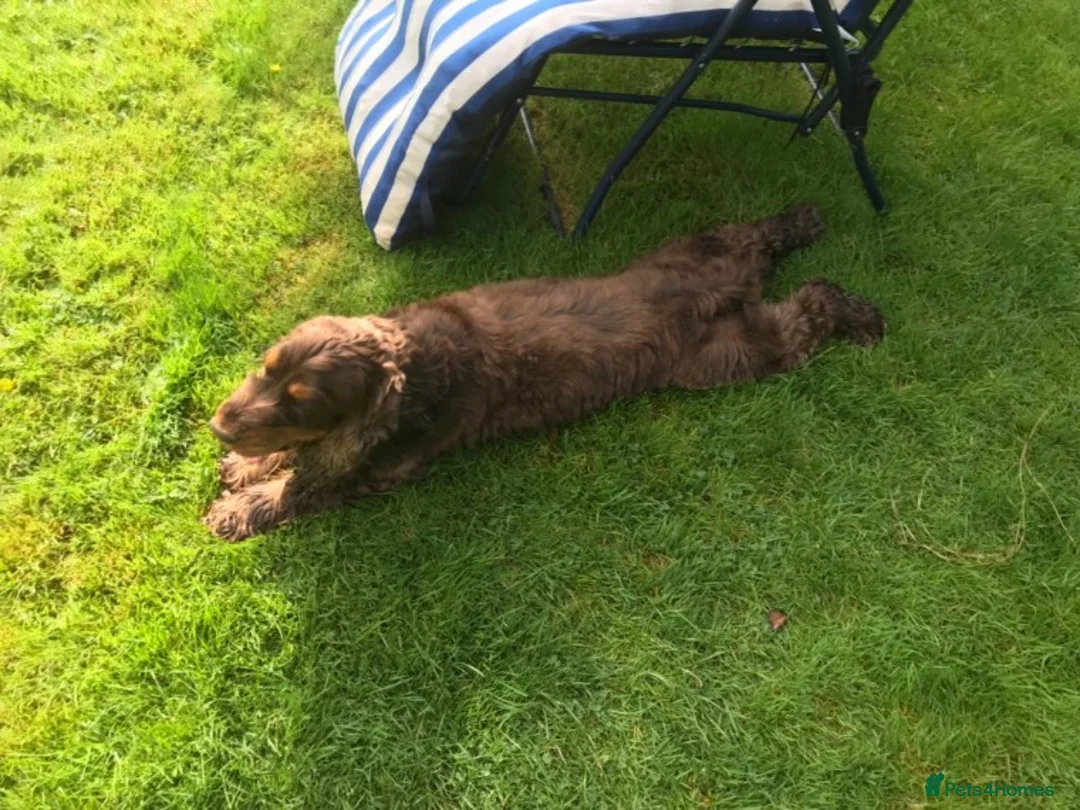 Cocker Spaniel dogs for stud: Health tested show cocker STUD in Ashbourne - Advert 2