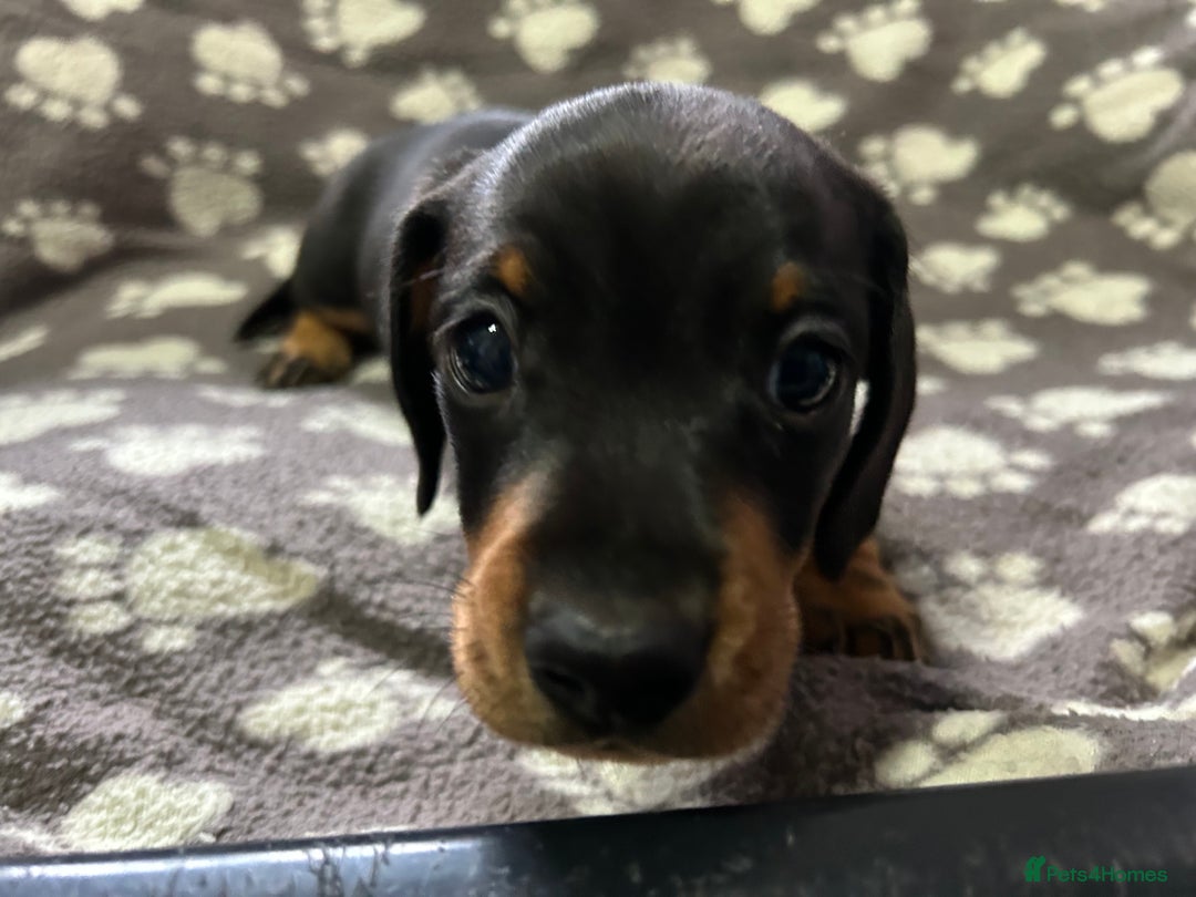 Miniature Dachshund dogs for sale: Stunning Miniature Dachshund Pups - Image 17