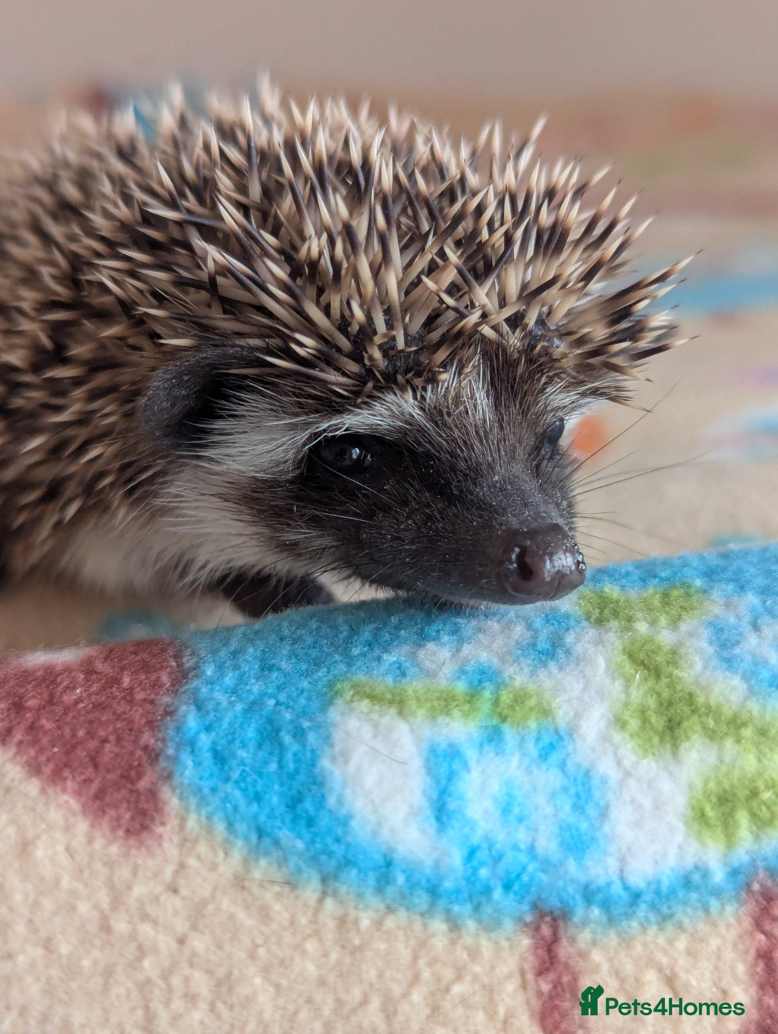 Pygmy Hedgehog rodents for sale: 2 Gorgeous Hoglets Ready Next Week  - Advert 12