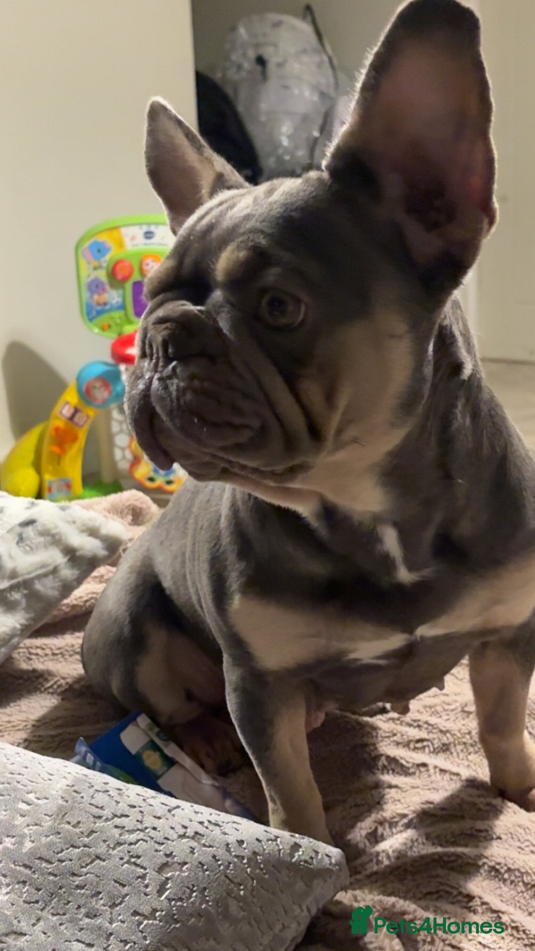 French Bulldog dogs for sale: ✨2 beautiful French bulldogs✨ - Advert 3