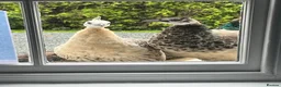 Peafowl poultry for sale: Mixed group of peafowl - Advert 1