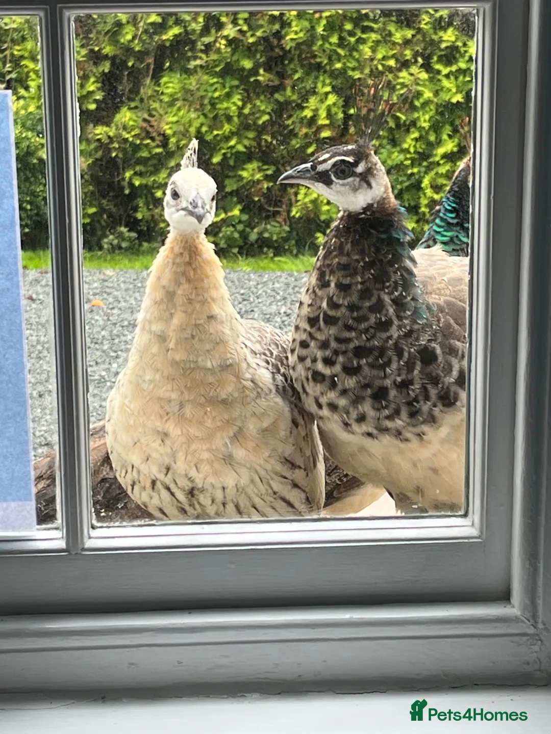 Peafowl poultry for sale: Mixed group of peafowl - Advert 1