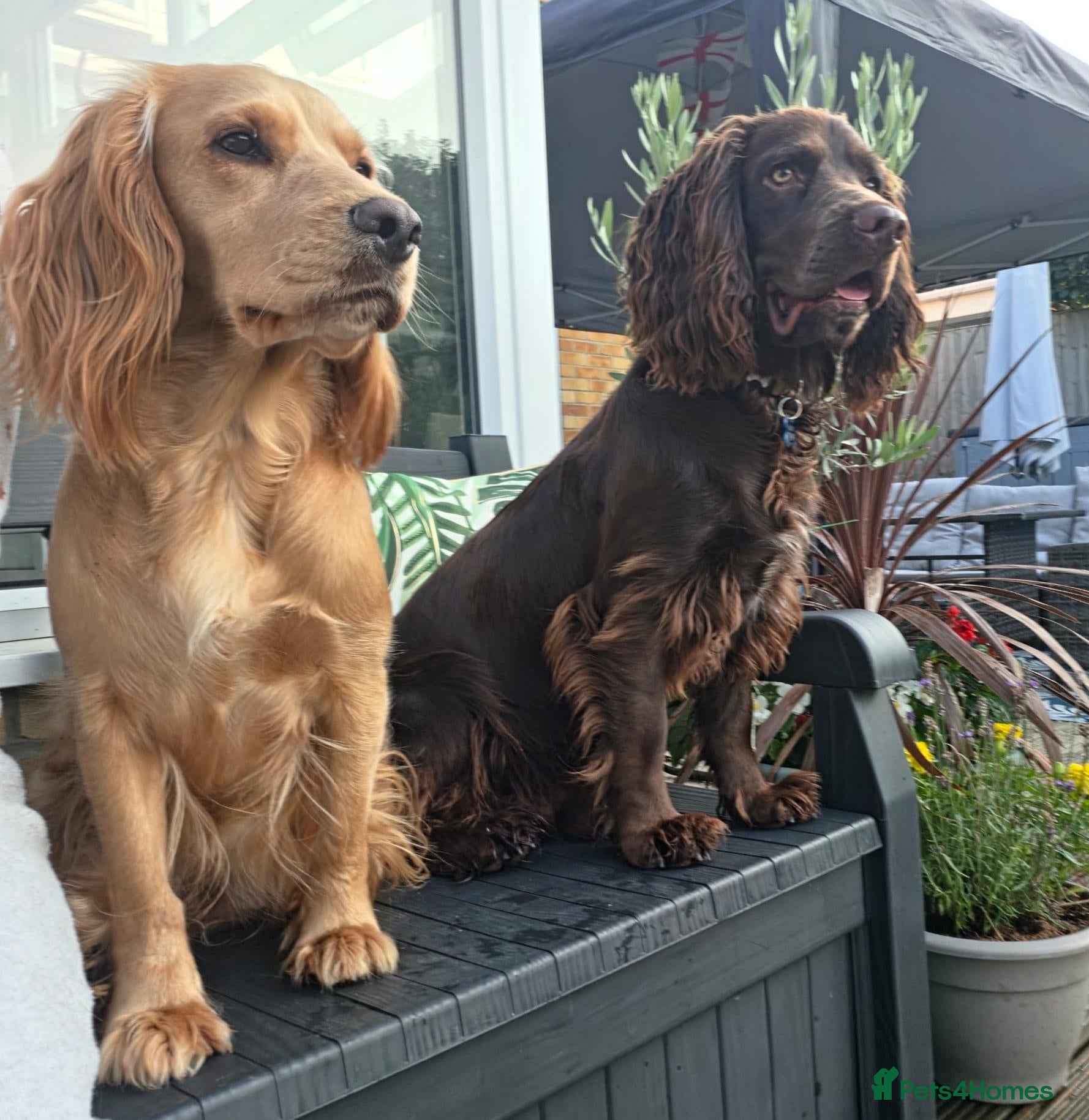 Cocker Spaniel dogs Four Beautiful Cocker Spaniel Puppies  - Advert 16