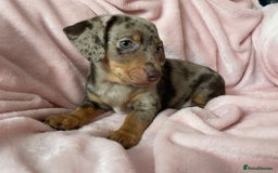 Miniature Dachshund dogs for sale: Beautiful Dachshund X - Image 1