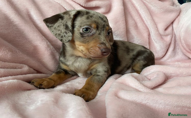 Miniature Dachshund dogs - Advert 4