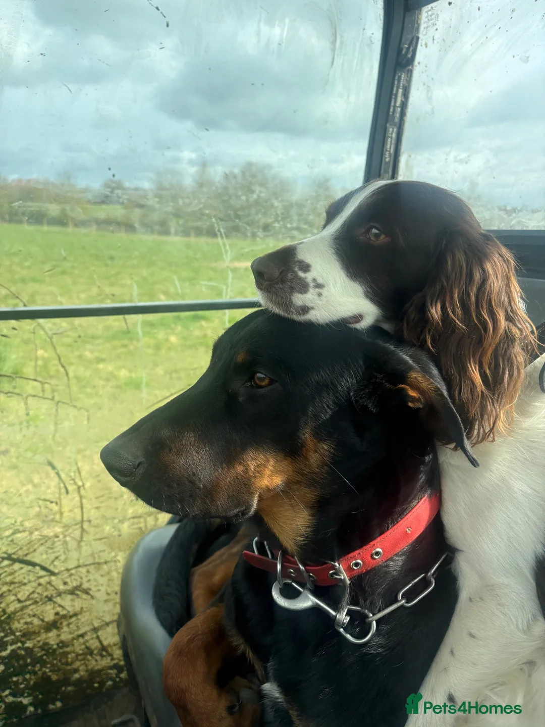 Huntaway dogs for stud: Huntaway for stud. - Advert 7