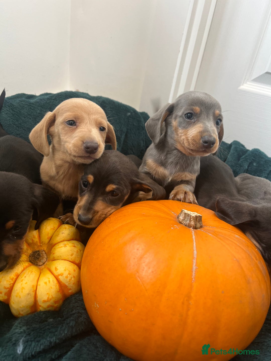 Dachshund dogs for sale: 6 beautiful dachshund puppies  - Image 9