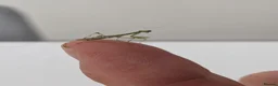 Praying Mantis invertebrates for sale: Haribo Praying Mantis - Advert 5