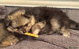 Pomeranian dogs for sale: Two little boys - Image 8