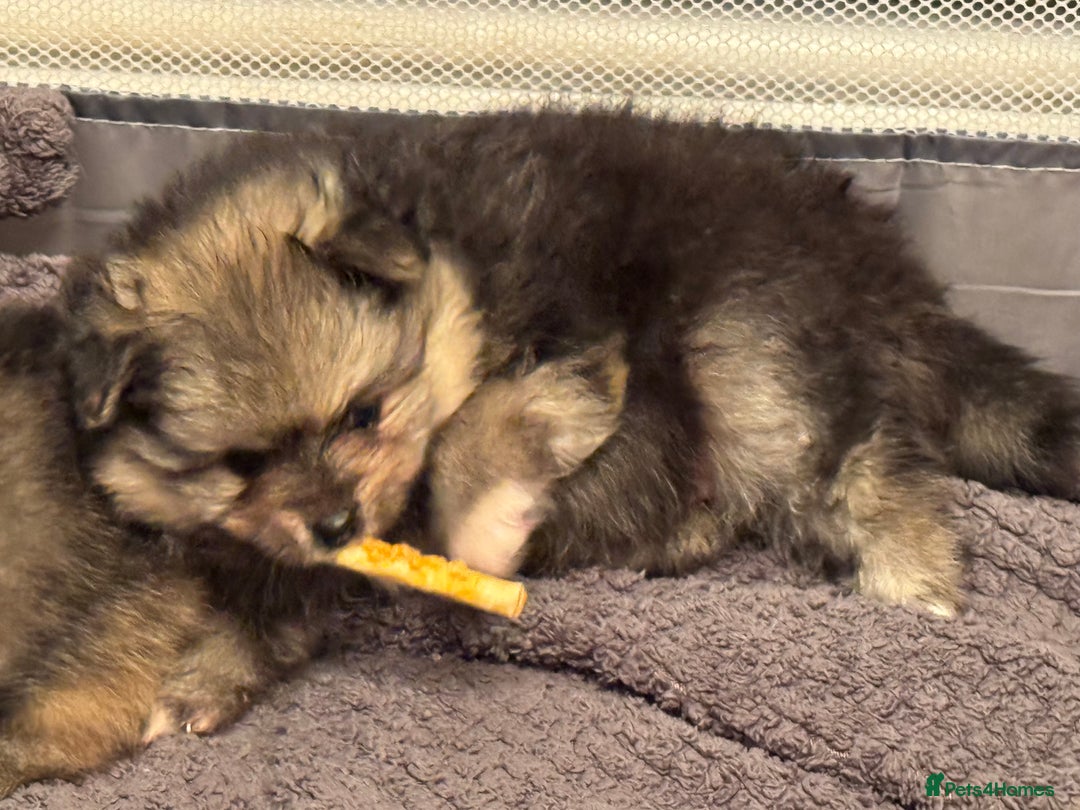 Pomeranian dogs for sale: Two little boys - Image 8