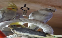 Cockatiels birds for sale: Young Cockatiels - Image 28