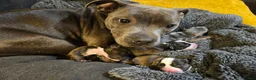 Mixed Breed dogs for sale: Boy and girl, staffy x American bulldog for sale in Huddersfield - Advert 4