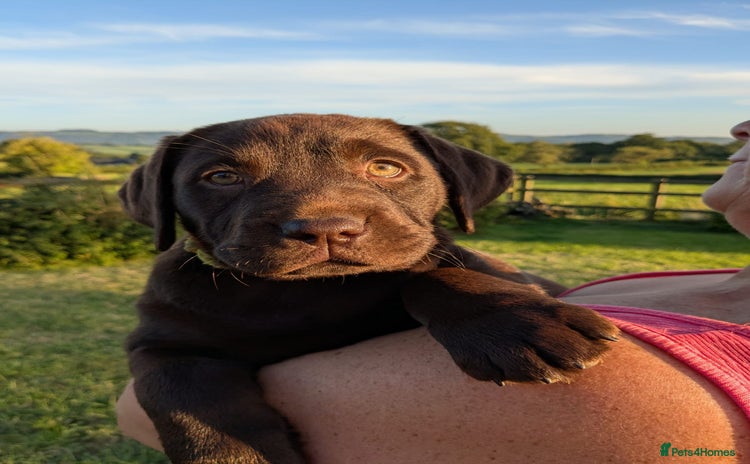 Labrador Retriever dogs - Advert 2