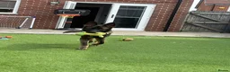 German Shepherd dogs for sale: Simba - Advert 3