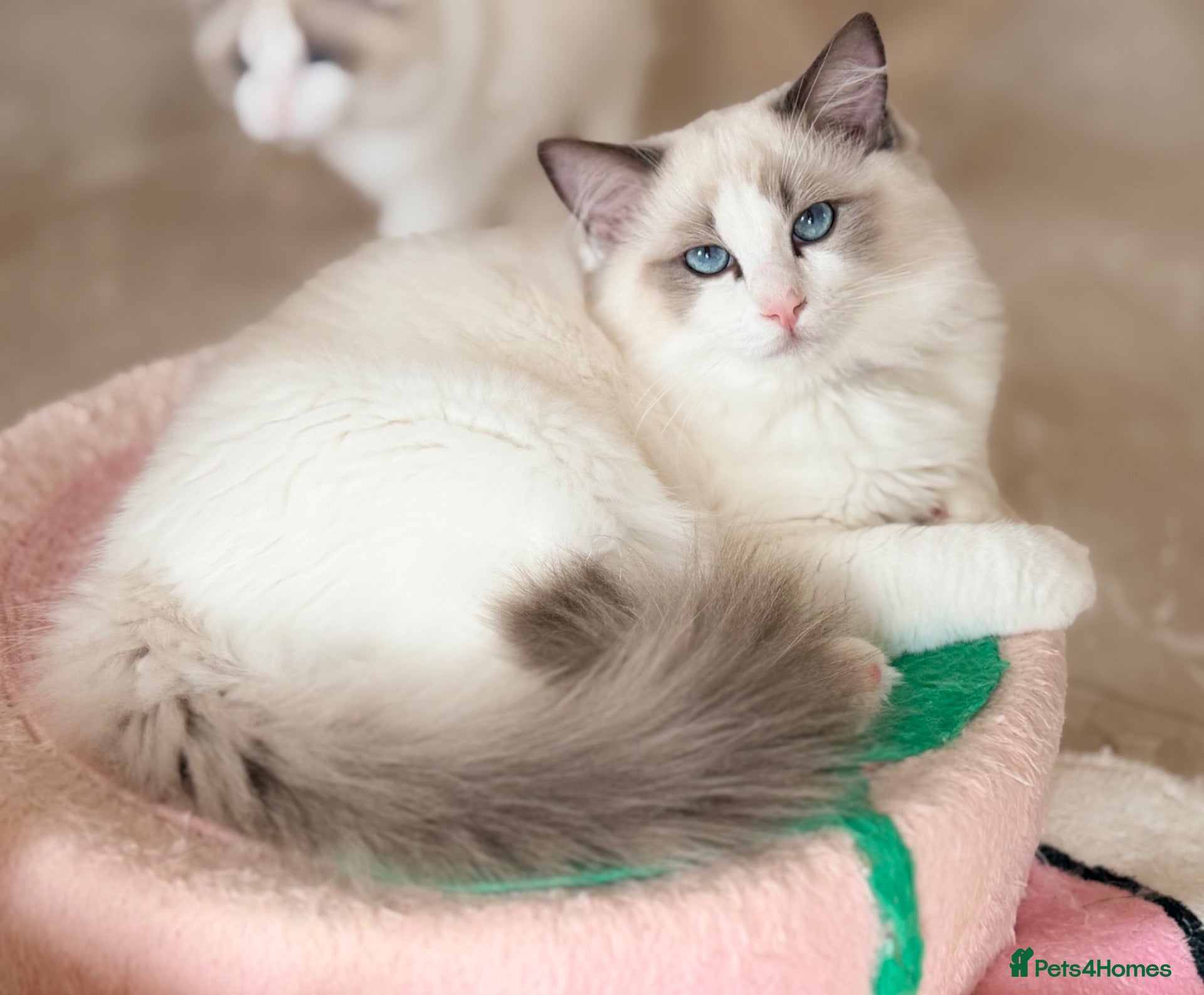 Ragdoll cats Elite Champion Lines TICA reg Ragdoll kittens - Advert 1