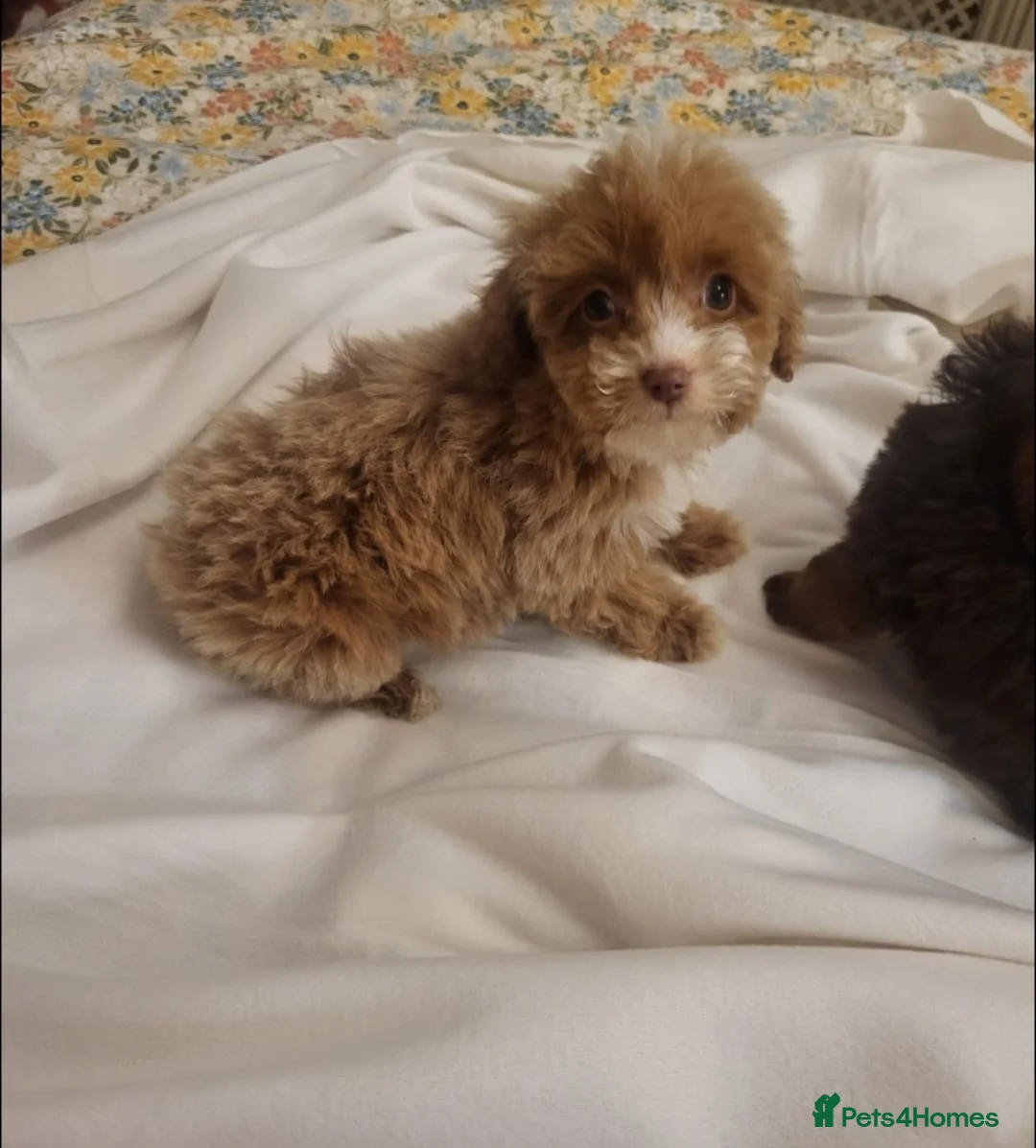 Cavapoo dogs for sale: 4 beautiful fb1 cavapoo puppies for sale!!  - Advert 19