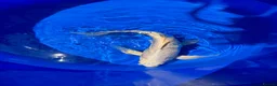 Koi Carp fish for sale: Stunning Japanese Purachina Butterfly Koi - Advert 3