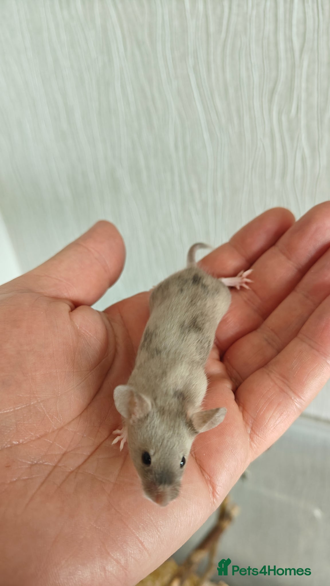 Mouse rodents 1 Male left - Advert 9